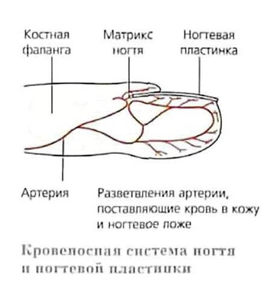 НОГТЯ