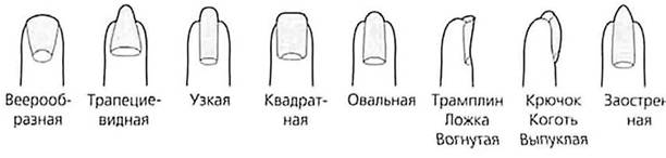 ГИСТОЛОГИЯ
